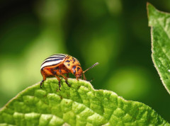 Ljudi odbojni prema ideji o zameni mesa insektima