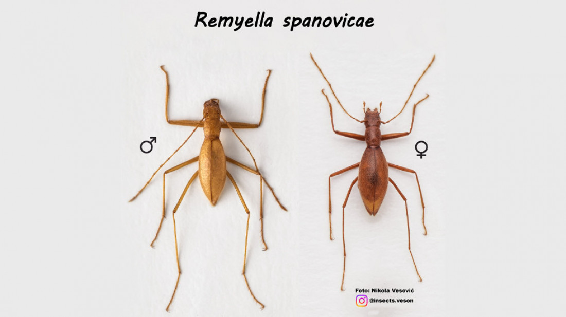 Istraživači otkrili endemsku bubu: Remyella spanovicae