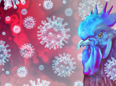 Bugarska prijavila epidemiju ptičjeg gripa na tri farme