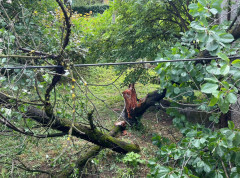 Jako nevreme pogodilo Ćustendil u Bugarskoj, padalo drveće, više prijava požara