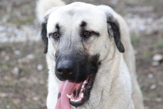Veterinar upozorava: Ovo popularno voće može biti kobno za vašeg psa