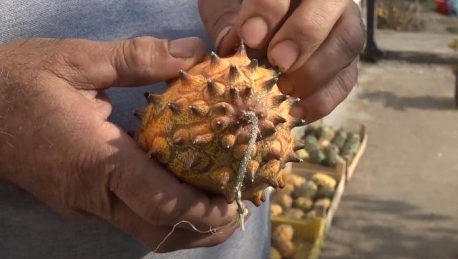 Komad košta i do 200 dinara, podseća na kivi, a uspeva i na obroncima planina (VIDEO)