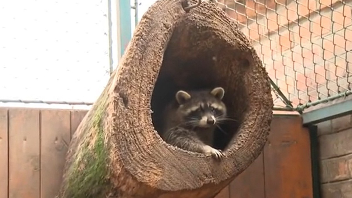 Preslatki rakuni u Beo Zoo Vrtu, evo šta nikako ne smete da radite ako ih sretnete