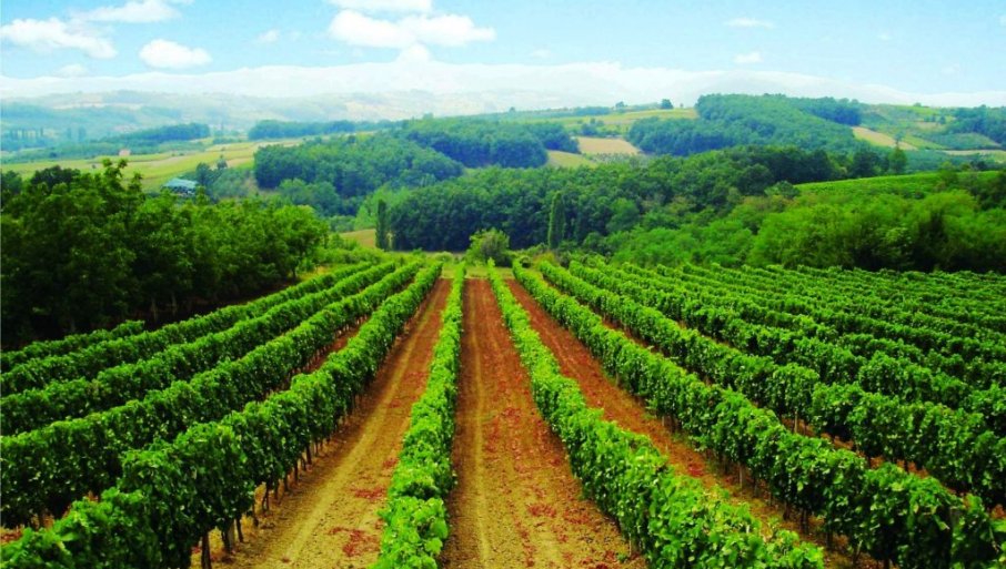 ZA VINARE 150 MILIONA DINARA BESPOVRATNIH SREDSTAVA: Konkurs otvoren danas