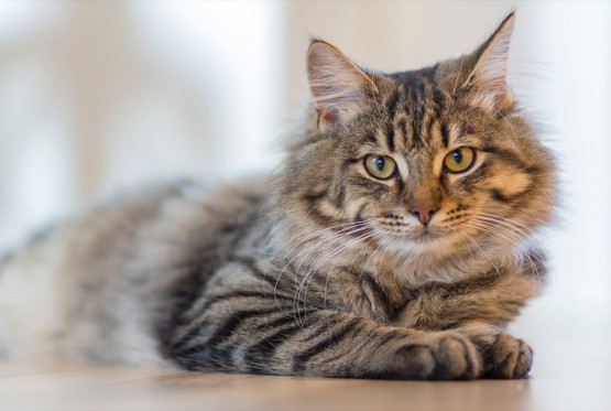 Zašto će mačka izabrati kutiju prije najluksuznije igračke