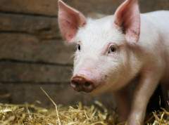 Nova žarišta afričke svinjske kuge uz granicu sa Hrvatskom i Srbijom