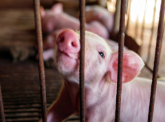 Zaustavljen trend širenja afričke svinjske kuge