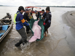 Stotine mrtvih delfina u pretoplom amazonskom jezeru