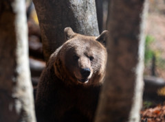 Medved povredio čoveka kod železničke stanice u blizini Tokija