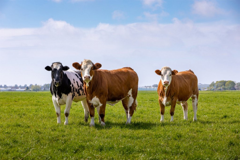 KRAVE NAPRAVILE HAOS NA ZLATIBORU! Veliki zastoj, kolone automobila čekaju!