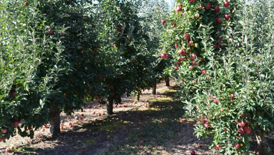 Najteža godina za uzgajivače jabuka iz južnog Banata, štete i do 95 posto