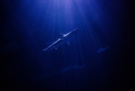 More izbacilo čudovište iz mračnih dubina (FOTO)