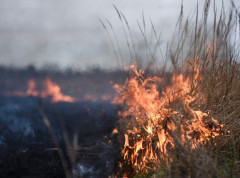 Evakuacija zbog šumskih požara u Novom Južnom Velsu