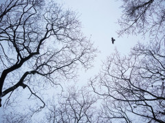 U Novosibirsku razvijen algoritam neuronske mreže za prognozu vremena