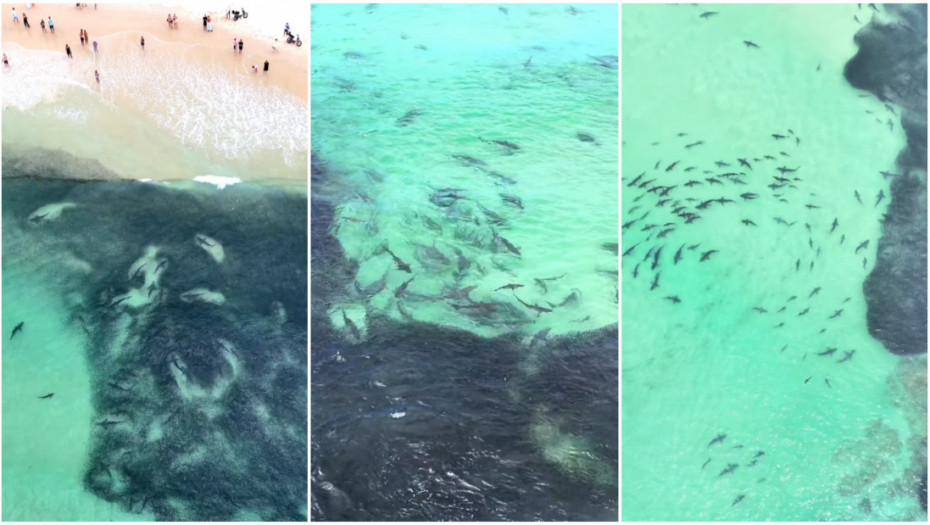 Ako se plašite ajkula, ne gledajte ovaj video