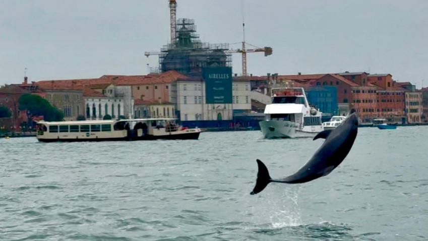 U Venecijanskoj laguni primećena mediteranska foka