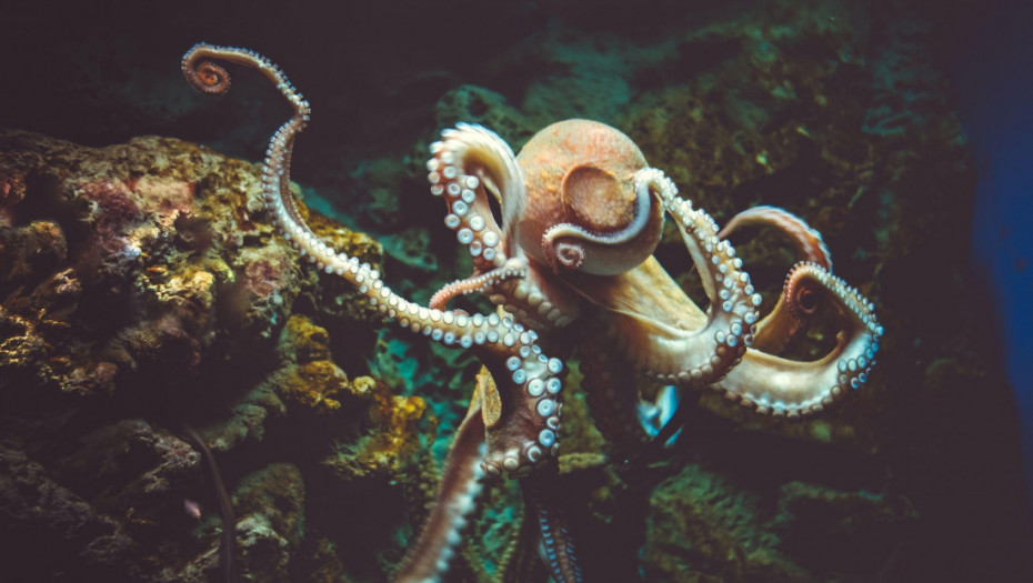 Porast broja hobotnica u Britaniji i klimatske promene