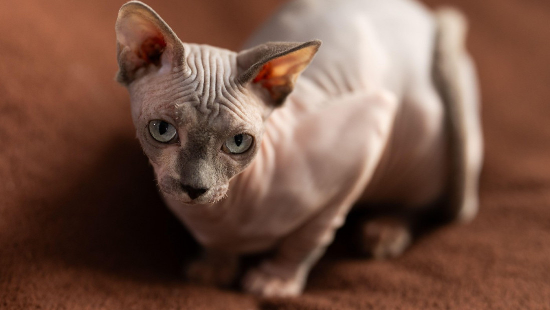 Novi zakoni u Holandiji od 2026. godine