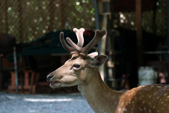 Lovci snimili dramu u Sloveniji, jelen izbjegao nevidljivu prijetnju  (VIDEO)