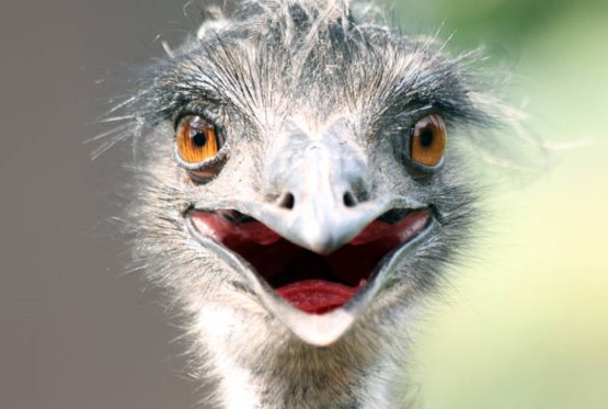 Emu bi da se vozi redovnom linijom