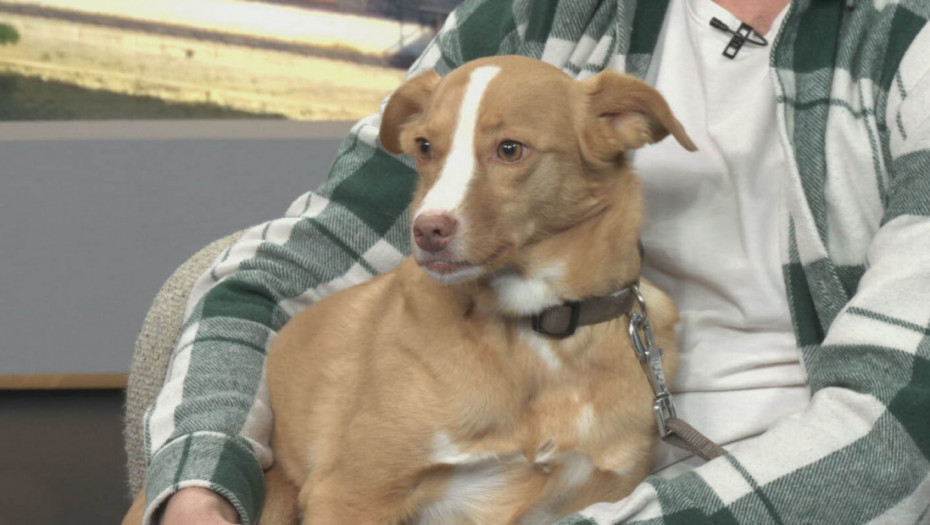 Od udomljenog psa do filmske zvezde