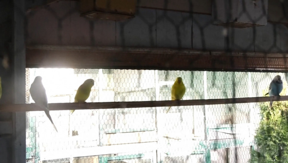 Milan Salević iz Čačka stvorio pravo ptičje carstvo