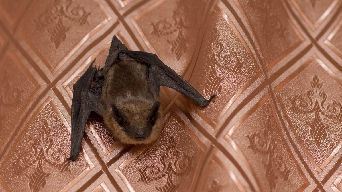 Slepi miš uleteo u stan u Zemunu i ujeo čoveka