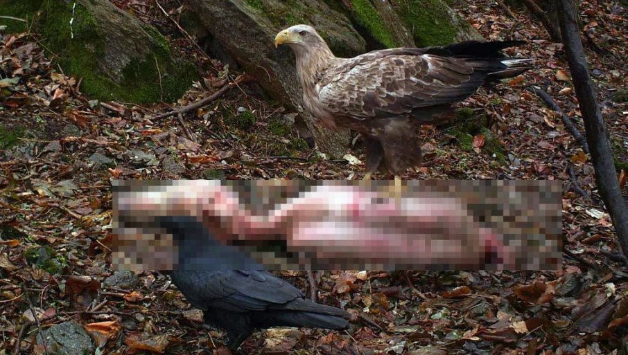 Životinjski otpad na Vršačkim planinama bez razloga uznemirio javnost