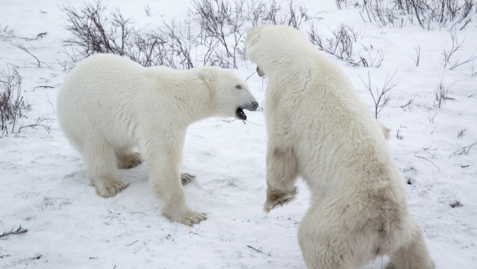 Polarni medvedi na Svalbardu povećali težinu uprkos ledu