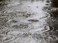 U Srbiji danas oblačno, vetrovito i hladnije s kišom i snegom, do 6 stepeni