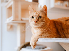 Preminula mačka Ljubica, koja je 18 godina bila zaštitni znak dvorane „Pionir“