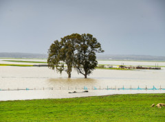 Jedna osoba poginula u poplavama, vanredna situacija u dva okruga