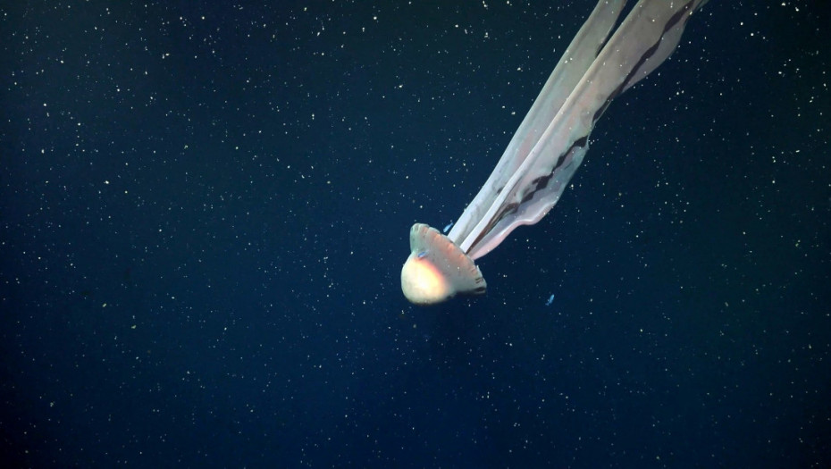 Pipci joj se protežu i do 10 metara