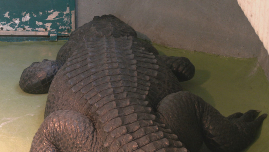 U kakvom je stanju Muja, najpoznatiji beogradski „starac“?