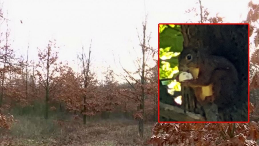 Na Vršačkim planinama, iz žireva koje su zakopale kao zimnicu, nikla hrastova šuma