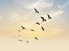 Potvrđen virus gripa podtipa H5N1 kod divljih ptica