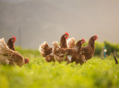 Preporuke EFSA za sprečavanje širenja ptičjeg gripa