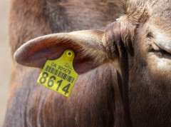 Zabeležena 43 slučaja kju groznice kod stoke u ovoj godini