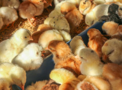 Zbog ptičijeg gripa eutanazirano 62.000 primeraka živine na farmi u Petrovu