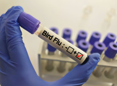 Potvrđen prvi slučaj ptičjeg gripa u Nikšiću i Bijelom Polju