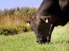 Nadležni u Sofiji i Skoplju većaju; Šta sa šest volova koji su „prebegli“ u Bugarsku