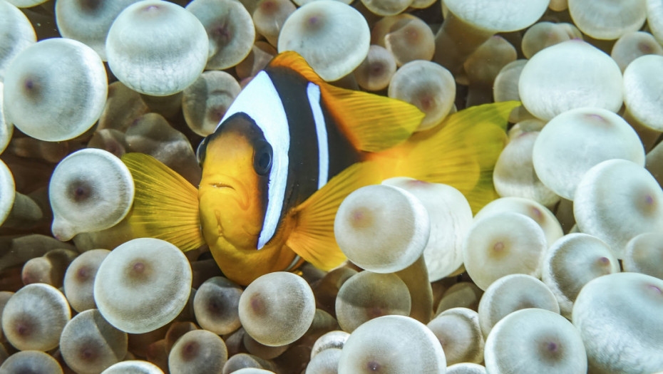 Ribe klovnovi gube pruge zbog hijerarhije