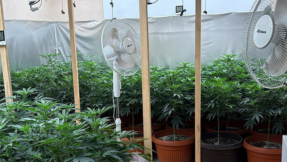 Policija u Subotici otkrila laboratorije marihuane