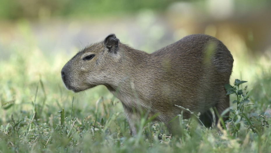 Kapibara pobegla iz zoo vrta u Engleskoj