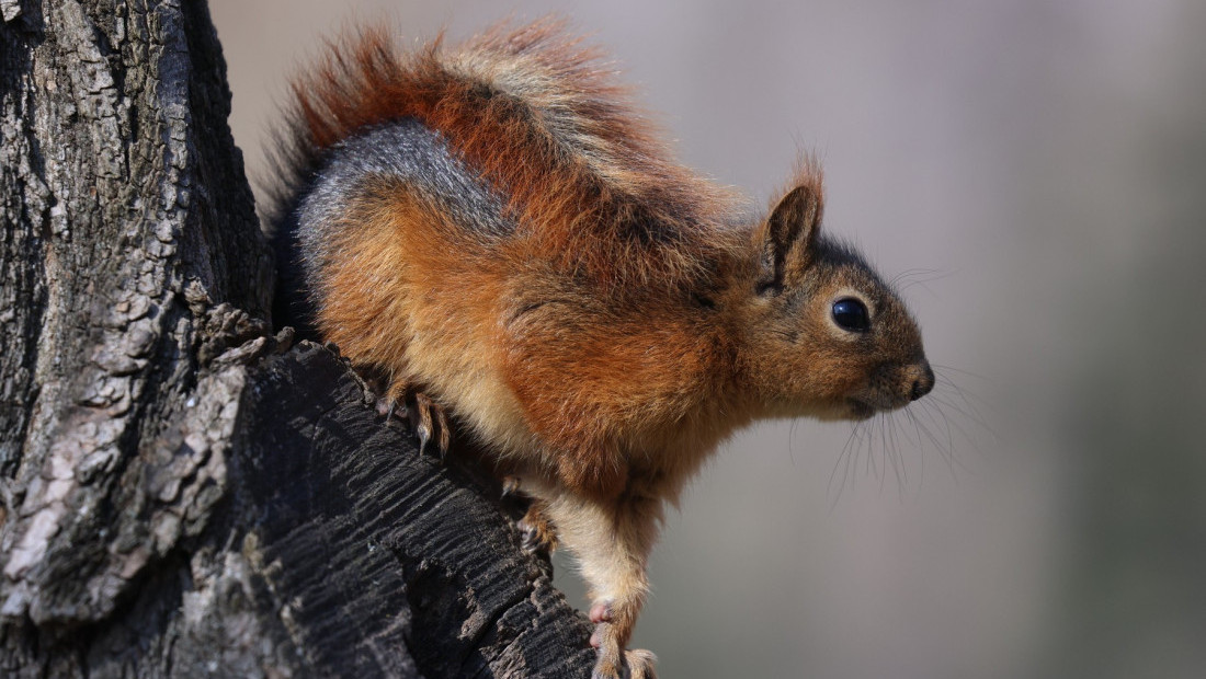 Snimak iz parka: veverica sa elektronskom cigaretom