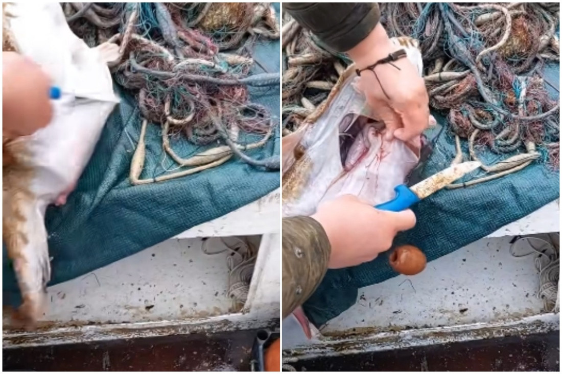 Riba progutala bocu kod Pelješca