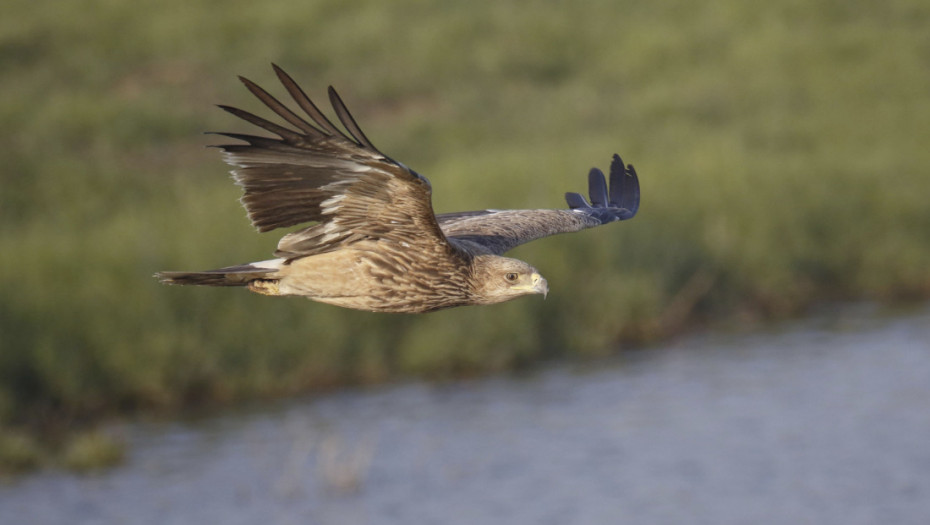 Povratak orlova krstaša u Srbiju