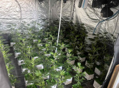 Otkrivene dve laboratorije za proizvodnju marihuane na Zvezdari, uhapšena jedna osoba