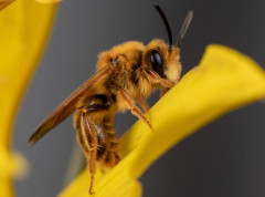 Herbicid glifosat remeti ponašanje pčela čime ugrožava oprašivanje i prinose