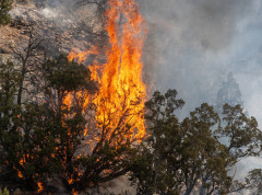 Evakuisano više od 3.000 ljudi u Japanu zbog šumskih požara